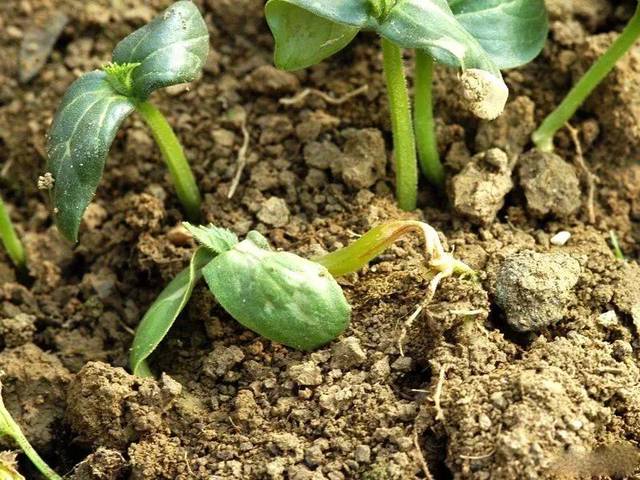 黃瓜常見(jiàn)的6種病蟲(chóng)害，做好防治工作，全程高產(chǎn)無(wú)病害